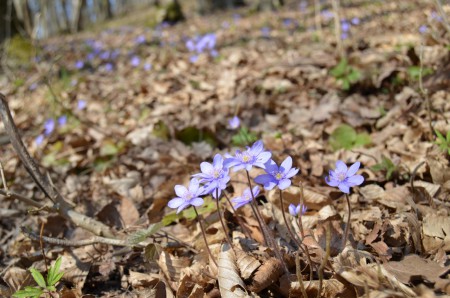 jaterník podléška (Hepatica nobilis), 20.3.2015, Brno - Mariánské údolí